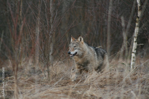 Wolf in autumn-winter forest near river  pond and swamp