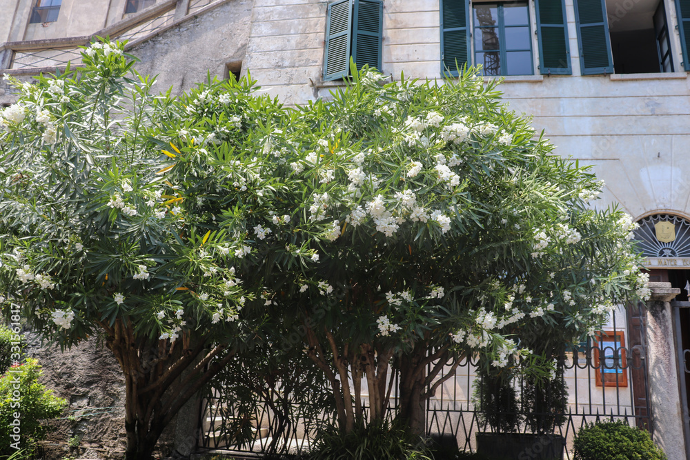 Italie - Piémont - Laurier-rose à fleurs blanches