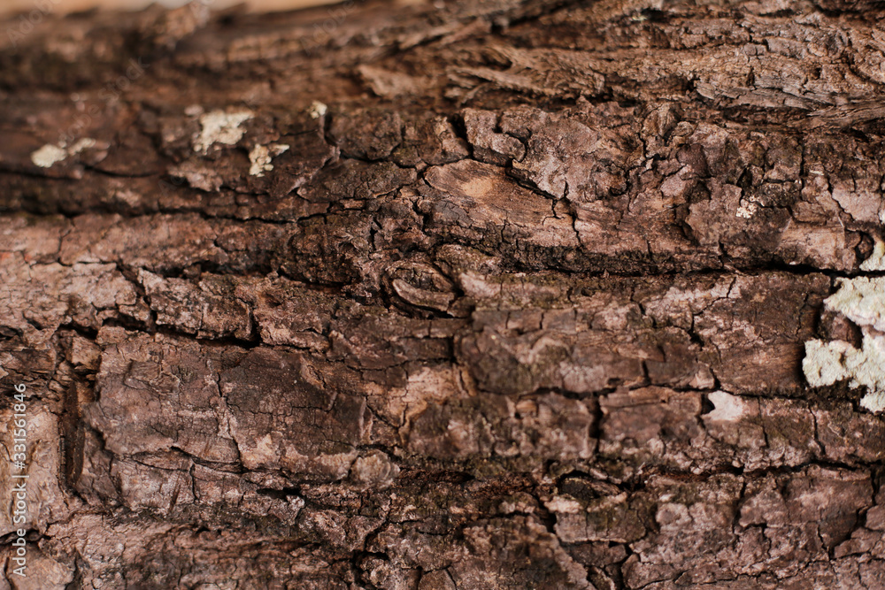 wood skin textured old wood detail nature abstract free