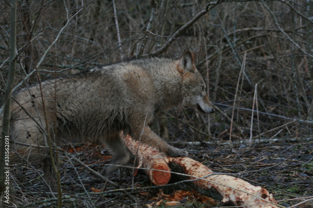Wolf in autumn-winter forest near river, pond and swamp