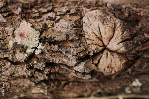 moss and wood skin textured old wood detail nature abstract © Natthaphong