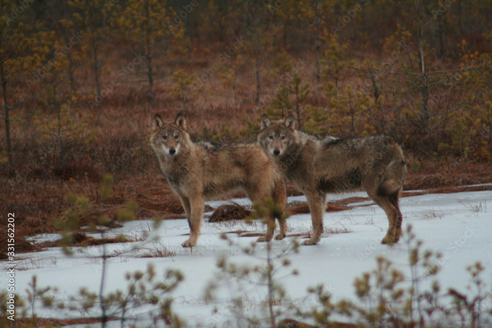 Wolf in wild forest during spring, summer and autumn Wolf in wild forest during spring, summer and autumn