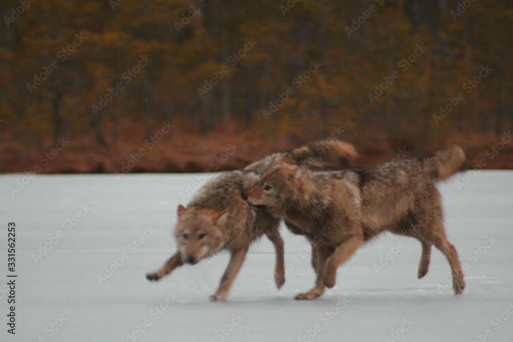 Wolf in wild forest during spring, summer and autumn Wolf in wild forest during spring, summer and autumn