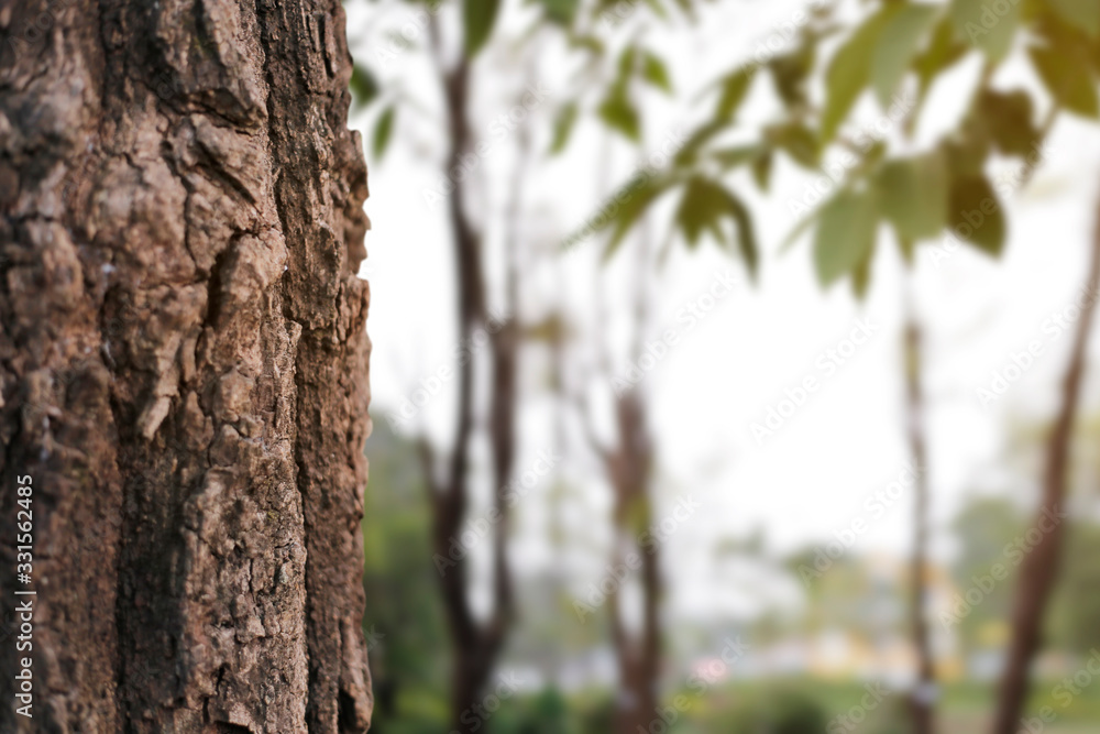 wood skin textured old wood and forest background