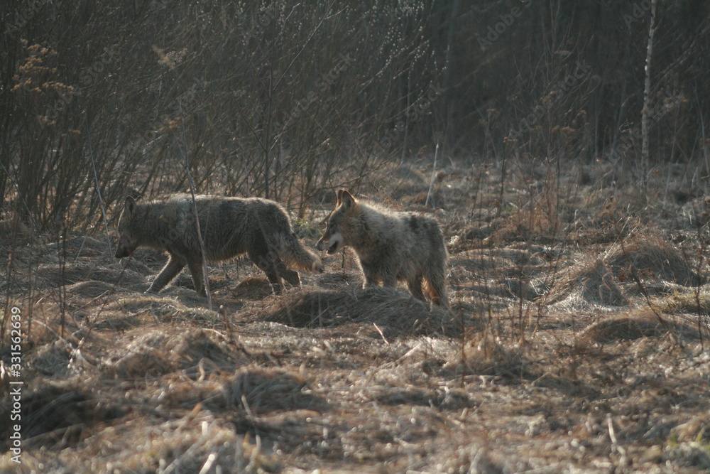 Wolf in wild forest during spring, summer and autumn Wolf in wild forest during spring, summer and autumn