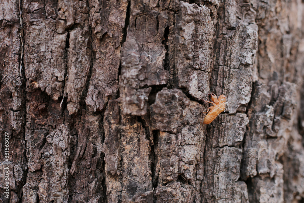 Cicada shell on wood textrue background Cicada shell on wood textrue background