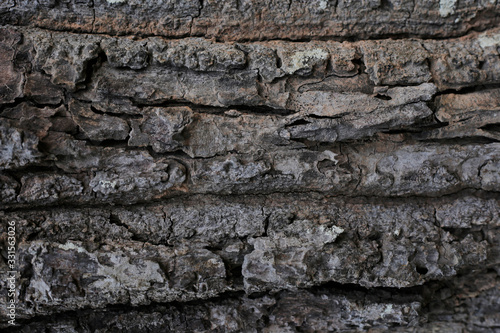 color wood skin textured old wood detail nature abstract