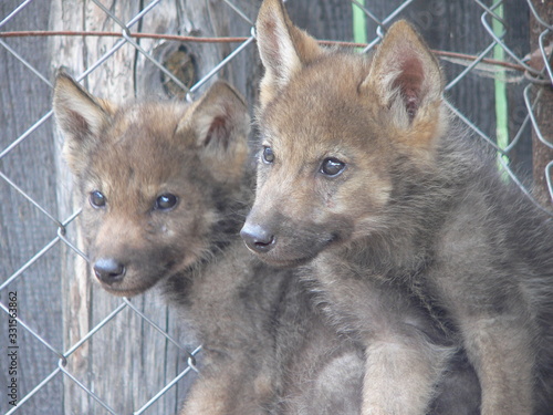 Wolf lair with young cub wolves in the summer wild forest