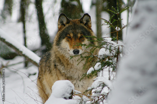 Wolves expressing emotions and howling in the wild winter forest with snow