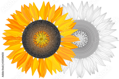 Bright sunflower on white background with clipping mask