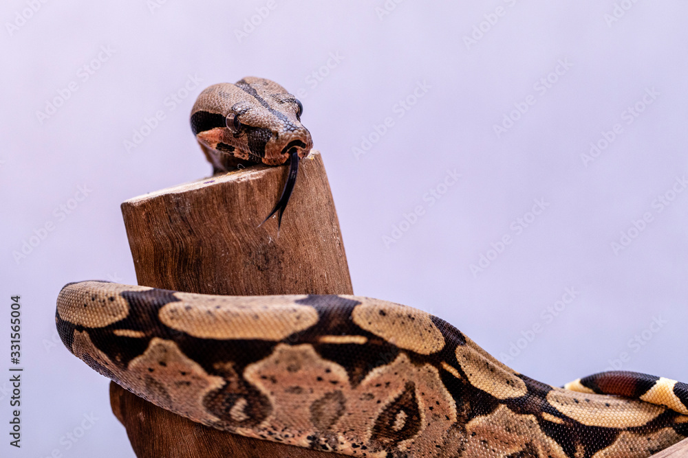 The boa constrictor (Boa constrictor), also called the red-tailed boa or the common boa, is a species of large, non-venomous, heavy-bodied snake that is frequently kept and bred in 