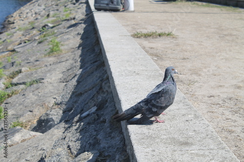 pombo