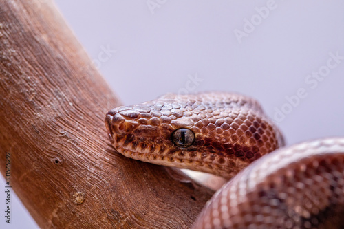 Epicrates cenchria is a boa species endemic to Central and South America. Common names include the rainbow boa, and slender boa