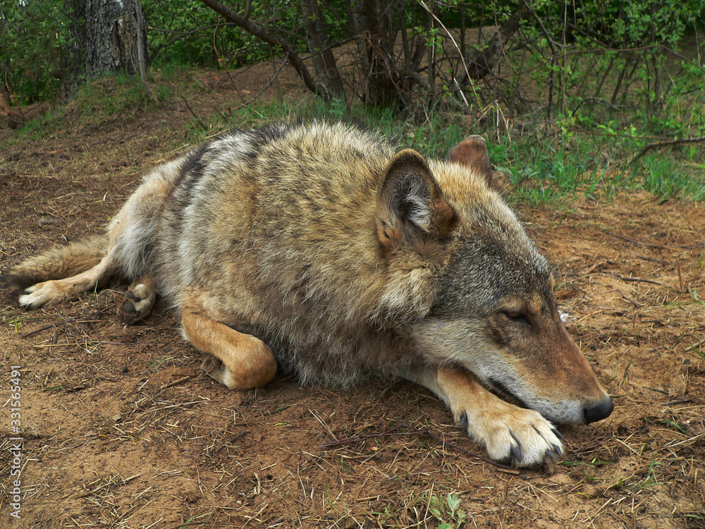 Fototapeta premium Wolf in summertime with grass and flowers