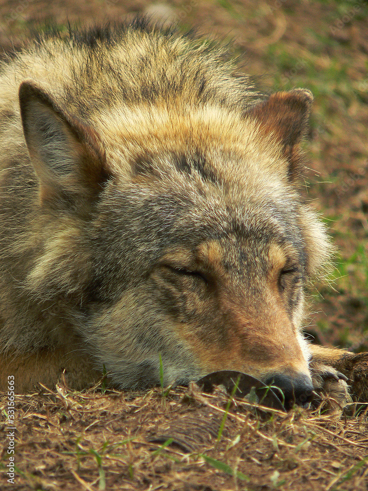 Wolf in summertime with grass and flowers Wolf in summertime with grass and flowers