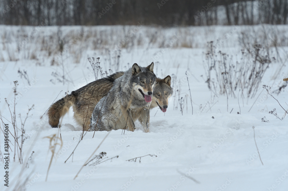 Naklejka premium Wolves in Chernobyl radioactivity region running among abandoned hoses with cold winter and deep snow