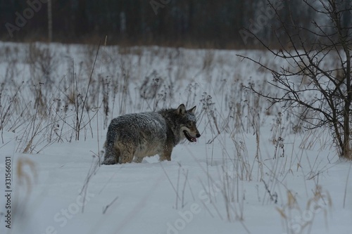 Wolves in Chernobyl radioactivity region running among abandoned hoses with cold winter and deep snow