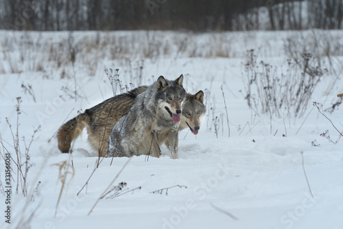 Wolves in Chernobyl radioactivity region running among abandoned hoses with cold winter and deep snow © adventure