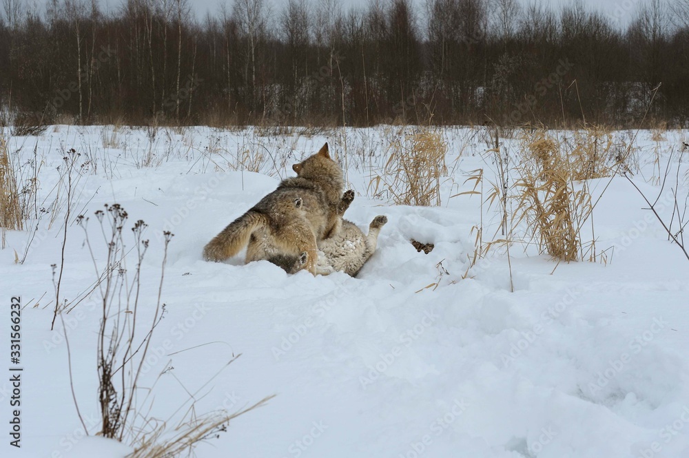 Obraz premium Wolves in Chernobyl radioactivity region running among abandoned hoses with cold winter and deep snow