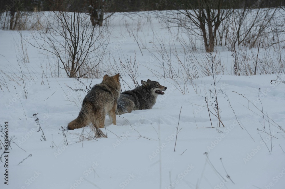 Obraz premium Wolves in Chernobyl radioactivity region running among abandoned hoses with cold winter and deep snow