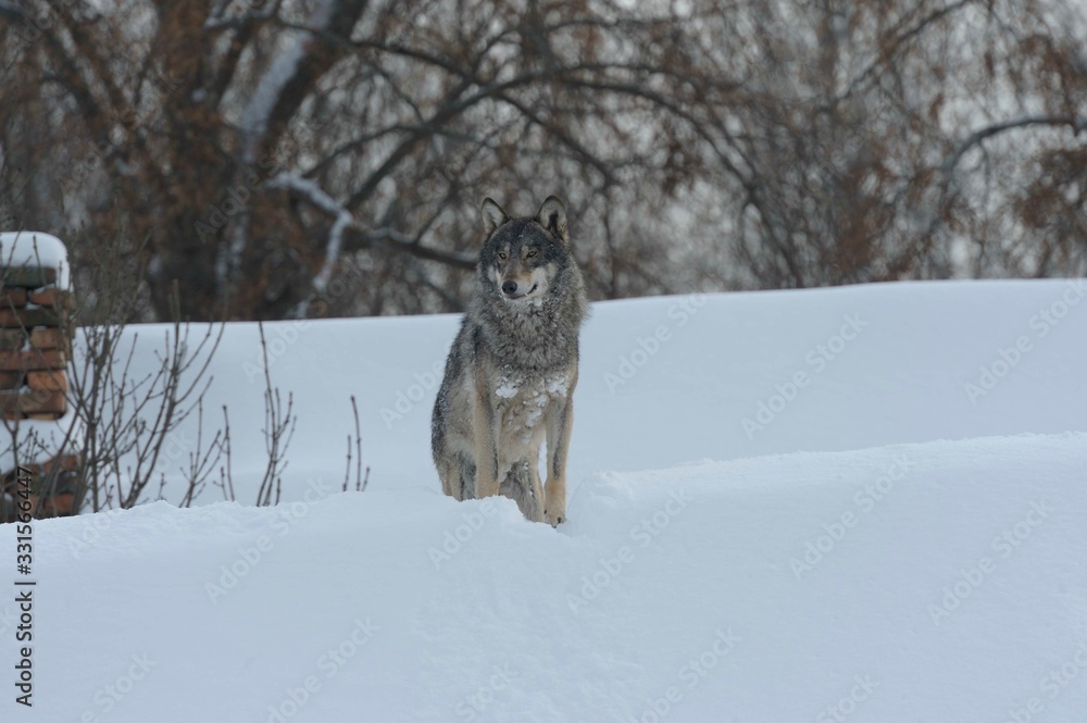 Obraz premium Wolves in Chernobyl radioactivity region running among abandoned hoses with cold winter and deep snow
