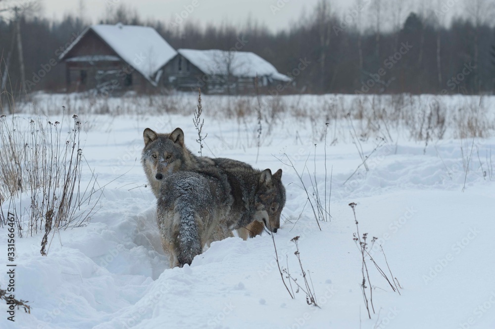 Obraz premium Wolves in Chernobyl radioactivity region running among abandoned hoses with cold winter and deep snow