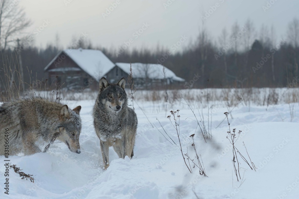 Obraz premium Wolves in Chernobyl radioactivity region running among abandoned hoses with cold winter and deep snow