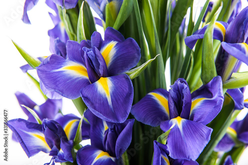 Fototapeta Naklejka Na Ścianę i Meble -  Fresh, lush bouquet of colorful flowers for present isolated on white background. Wedding bouquet of purple irises