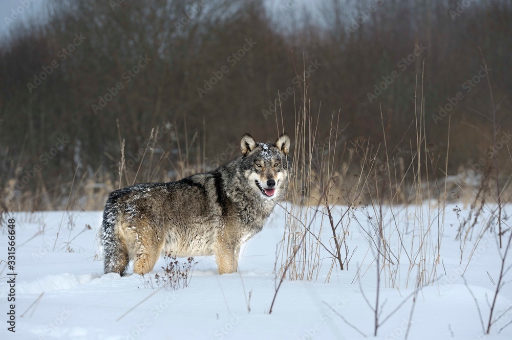 Obraz premium Wolves in Chernobyl radioactivity region running among abandoned hoses with cold winter and deep snow
