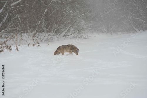 Wolves in Chernobyl zone at winter and snow