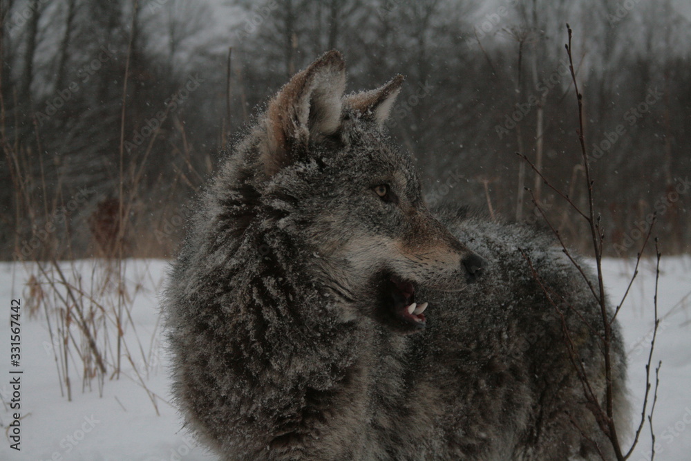 Wolves in winter and victim, expressions emotions and howling Wolves in winter and victim, expressions emotions and howling