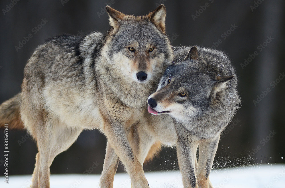 Fototapeta premium Wolves in winter and victim, expressions emotions and howling