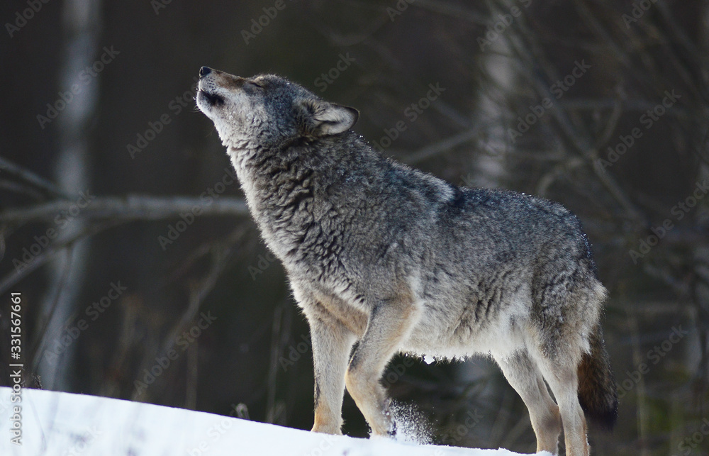 Obraz premium Wolves in winter and victim, expressions emotions and howling
