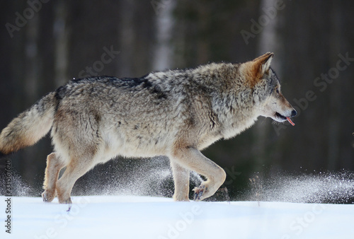 Wolves in winter and victim, expressions emotions and howling