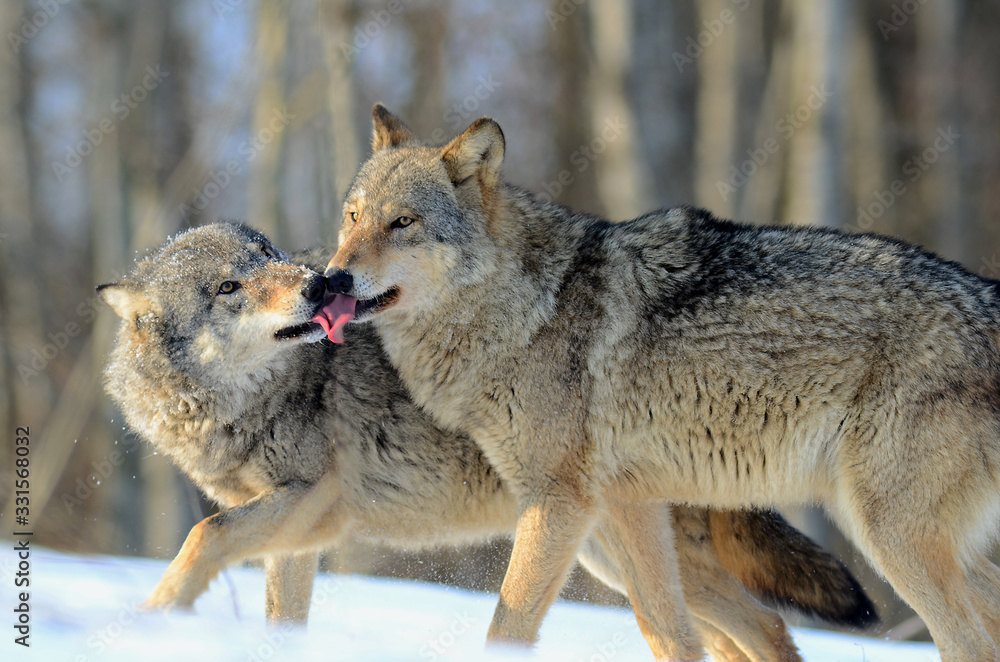 Fototapeta premium Wolves in winter and victim, expressions emotions and howling
