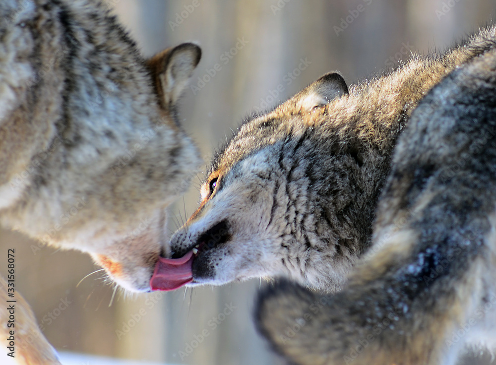 Naklejka premium Wolves in winter and victim, expressions emotions and howling