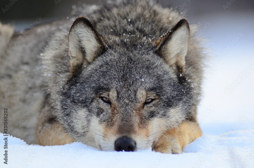 Wolves in winter and victim, expressions emotions and howling Wolves in winter and victim, expressions emotions and howling