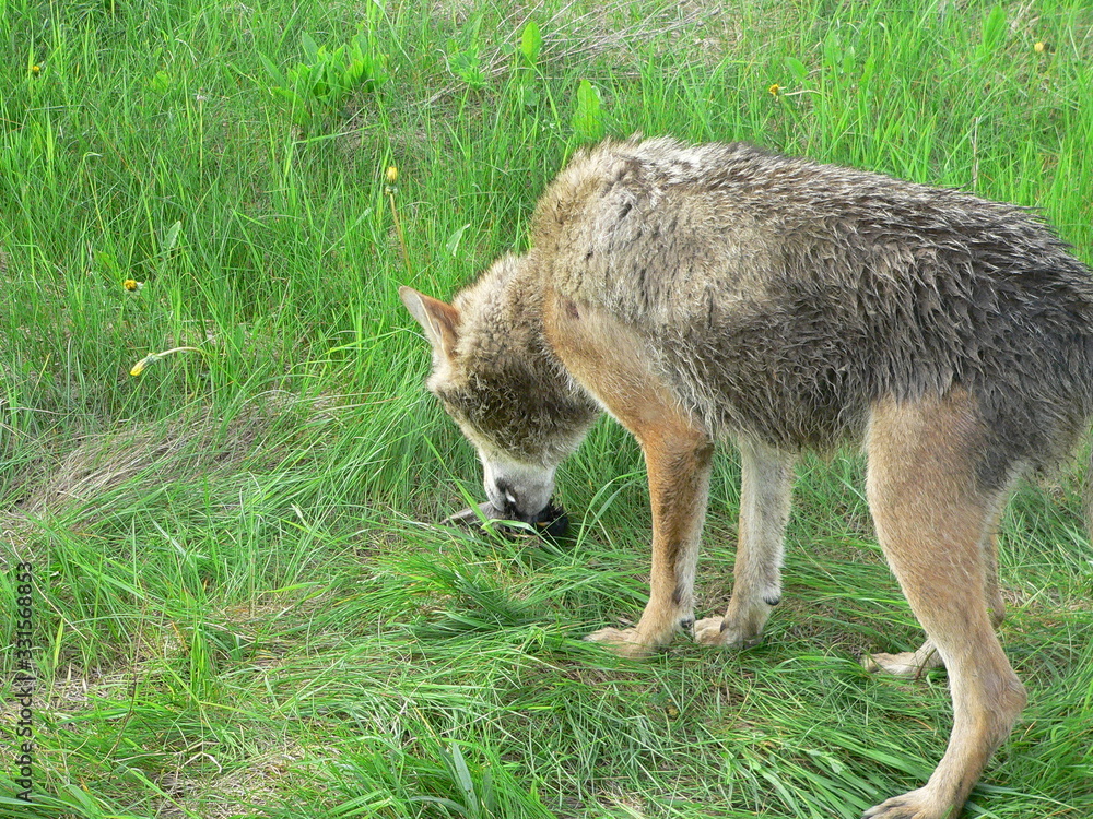Obraz premium Wolf in summer walking near river and flowers