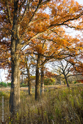 Afternoon sunlight on a Midwest oak savanna in peak autumn colors.