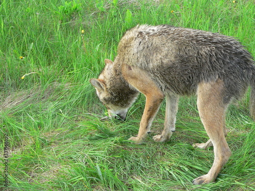 Wolf in summer walking near river and flowers