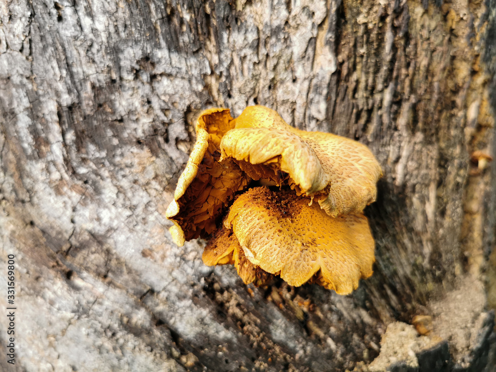 Close-up Phyllotopsis nidulans on dry tree bark. Plant commonly known as the mock oyster or the orange oyster Close-up Phyllotopsis nidulans on dry tree bark. Plant commonly known as the mock oyster or the orange oyster