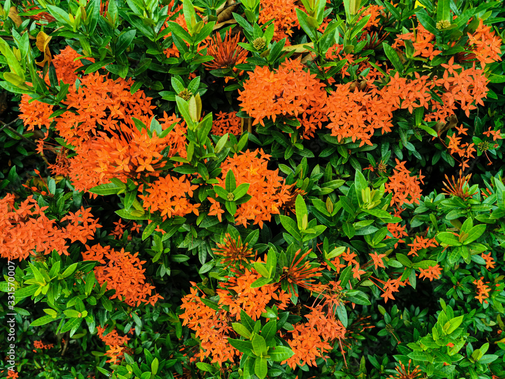 Beautiful of red Ixora coccinea flowers blooming in nature garden. Ixora coccinea also known as jungle geranium, flame of the woods or jungle flame Beautiful of red Ixora coccinea flowers blooming in nature garden. Ixora coccinea also known as jungle geranium, flame of the woods or jungle flame