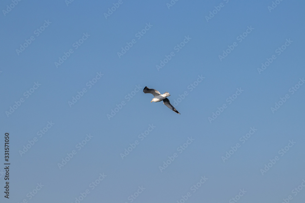 free flying seagull on the sky free flying seagull on the sky