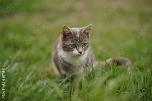 Lovely young ash cat portrait in the green grass