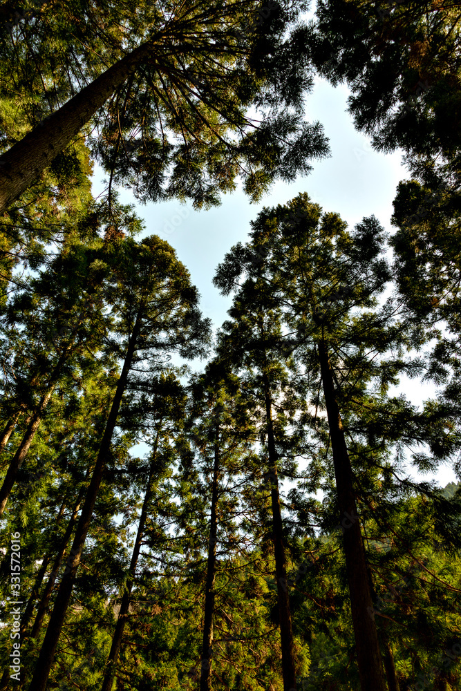 Cedar trees in Japan in winter season Cedar trees in Japan in winter season