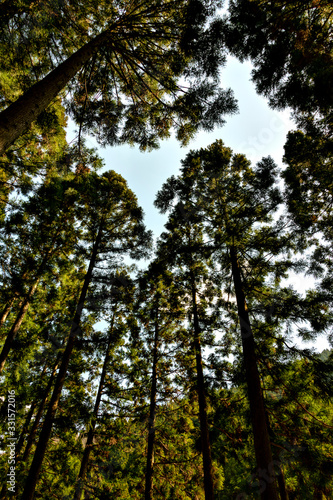 Cedar trees in Japan in winter season