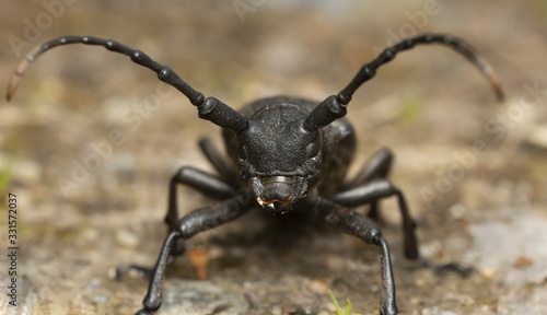 Weaver beetle, Lamia textor, macro photo © Henrik Larsson