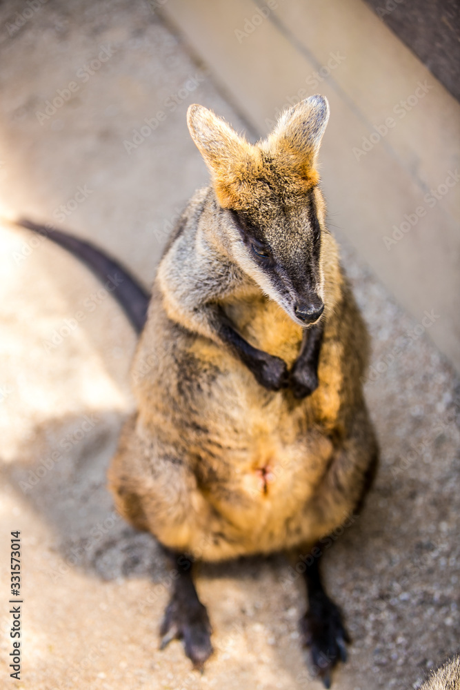 Naklejka premium Wallaby