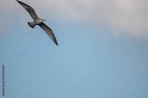 free flying seagull on the sky © rokacaptain