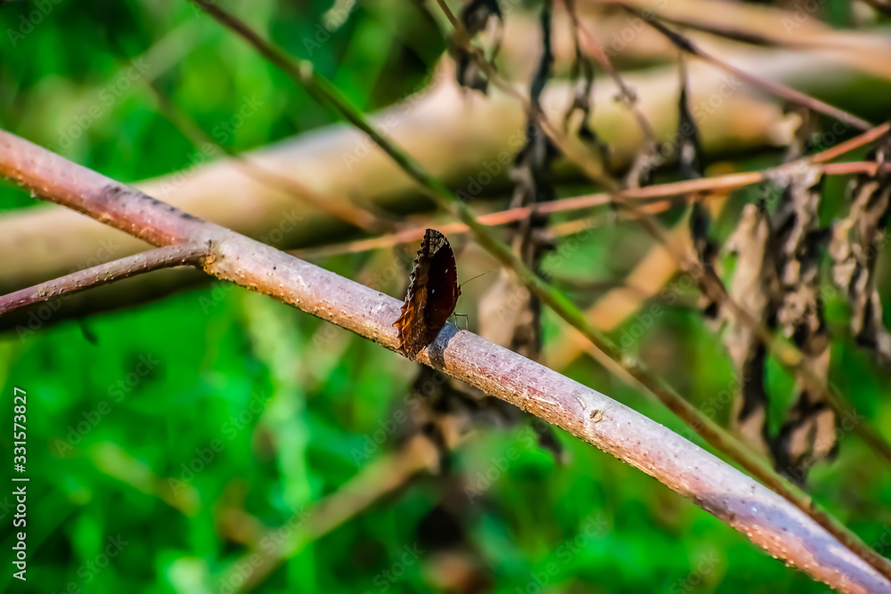Elymnias hypermnestra, the common palmfly, is a species of satyrine butterfly found in South and Southeast Asia. Elymnias hypermnestra, the common palmfly, is a species of satyrine butterfly found in South and Southeast Asia.